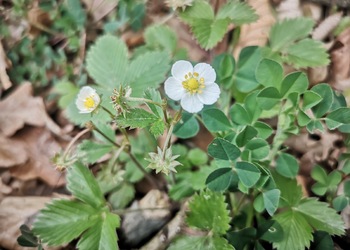 Wald-Erdbeere (Fragaria vesca) - © Bernard Wieser