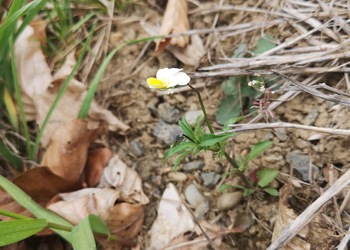 Acker-Veilchen (Viola arvensis) - © Bernard Wieser