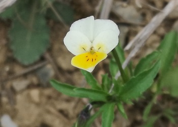 Acker-Veilchen (Viola arvensis) - © Bernard Wieser