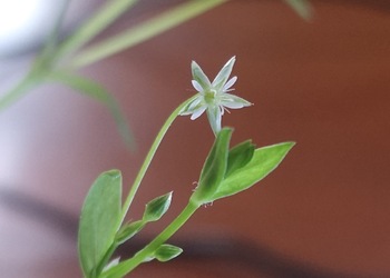 Quell-Sternmiere, Bach-Sternmiere (Stellaria alsine) - © Bernard Wieser