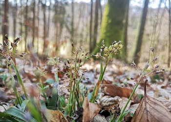 Behaarte Hainsimse (Luzula pilosa) - © Bernard Wieser