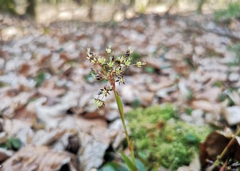 Behaarte Hainsimse (Luzula pilosa) - © Bernard Wieser