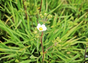 Stein-Fingerkraut (Drymocallis rupestris) - © Bernard Wieser