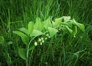 Vielblütige Weißwurz (Polygonatum multiflorum) - © Bernard Wieser