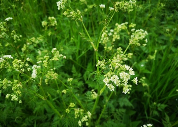 Wiesen Kerbel (Anthriscus sylvestris L.) - © Bernard Wieser