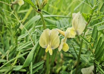 Großblütige Wicke (Vicia grandiflora) - © Bernard Wieser