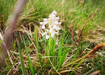 Kleines Knabenkraut (Anacamptis morio) - © Bernard Wieser