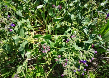 Weiches Lungenkraut (Pulmonaria mollis) - © Bernard Wieser