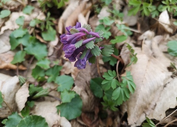 Finger-Lerchensporn (Corydalis solida) - © Bernard Wieser