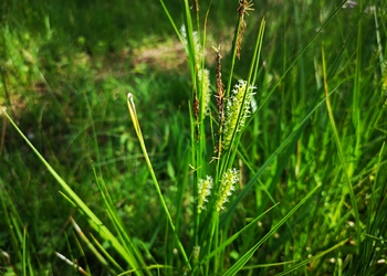 Blasen-Segge (Carex vesicaria) - © Bernard Wieser