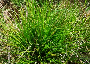 Walzensegge (Carex elongata) - © Bernard Wieser