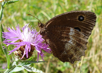 Blaukernauge (Minois dryas) - © Anton Koschuh