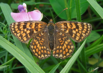 Flockenblumen-Scheckenfalter (Melitaea phoebe) - © Anton Koschuh