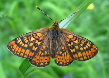 Goldener Scheckenfalter (Euphydryas aurinia) - © Anton Koschuh