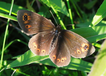 Rundaugen-Mohrenfalter (Erebia medusa) - © Anton Koschuh