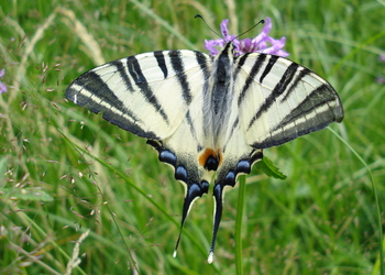 Segelfalter (Iphiclides podalirius) - © Anton Koschuh