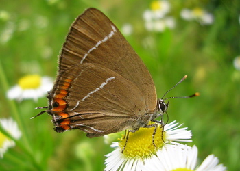 Ulmen-Zipfelfalter (Satyrium w-album) - © Anton Koschuh