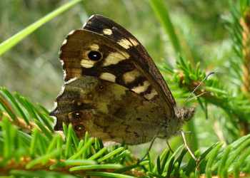 Waldbrettspiel (Pararge aegeria) - © Anton Koschuh
