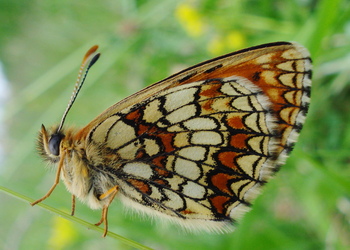 Wachtelweizen-Scheckenfalter (Melitaea athalia) - © Anton Koschuh