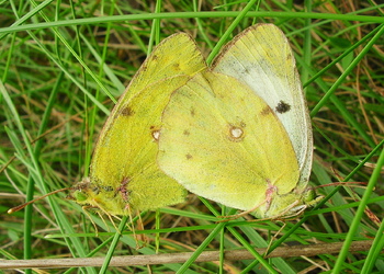 Goldene Acht (Colias hyale) - © Anton Koschuh