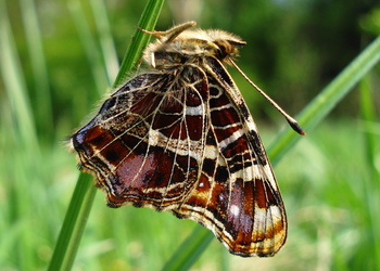 Landkärtchen (Araschnia levana) - © Anton Koschuh