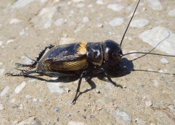 Feldgrille (Gryllus campestris) - © Anton Koschuh