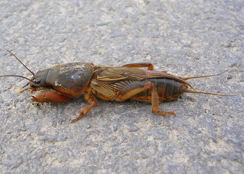Maulwurfsgrille (Gryllotalpa gryllotalpa ) - © Anton Koschuh