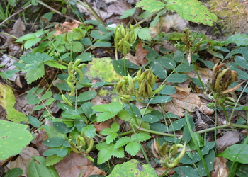 Süßer Tragant, Bärenschote (Astragalus glycyphyllos) - © Bernard Wieser