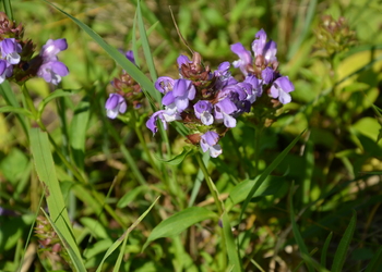 Großblütige Brunelle (Prunella grandiflora) - © Bernard Wieser
