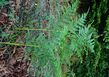 Adlerfarn (Pteridium aquilinum) - © Karoline Kreimer-Hartmann