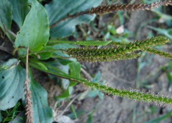 Breit Wegerich (Plantago major) - © Karoline Kreimer-Hartmann