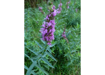 Gewöhnliche Blutweiderich (Lythrum salicaria) - © Karoline Kreimer-Hartmann