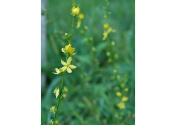 Gemeiner Odermennig (Agrimonia eupatoria) - © Karoline Kreimer-Hartmann