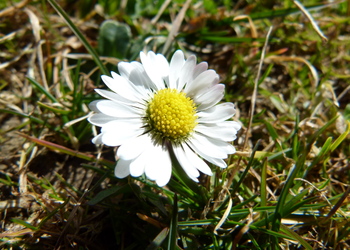 Gänseblümchen (Bellis perennis) - © Karoline Kreimer-Hartmann