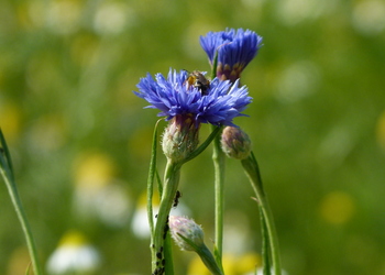 Kornblume (Centaurea cyanus L.) - © Karoline Kreimer-Hartmann