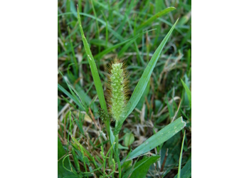 Rote Borstenhirse (Setaria pumila L.) - © Karoline Kreimer-Hartmann