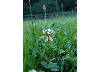 Weiß-Klee (Trifolium repens) - © Karoline Kreimer-Hartmann