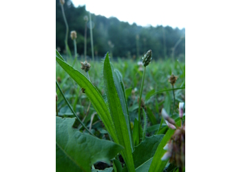 Spitz-Wegerich (Plantago lanceolata)
