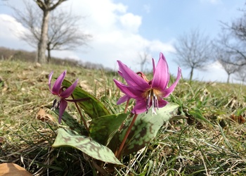 Hunds-Zahnlilie (Erythronium dens-canis) - © Bernard Wieser