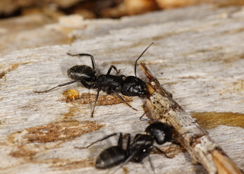 Haarige Rossameise (Camponotus vagus) - © Volker Borovsky