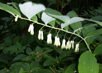 Vielblütige Weißwurz (Polygonatum multiflorum) - © Bernard Wieser