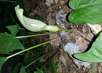 Gewöhnlicher Aronstab (Arum maculatum) - © Bernard Wieser