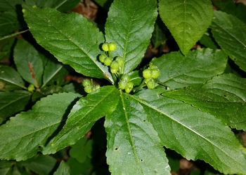 Wald-Bingelkraut (Mercurialis perennis) - © Bernard Wieser