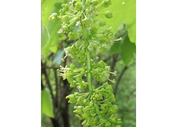 Berg- Ahorn (Acer pseudoplatanus) - © Bernard Wieser