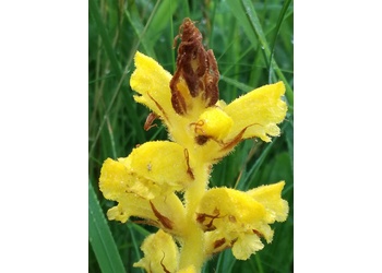 Gelbe Sommerwurz (Orobanche lutea) - © Bernard Wieser