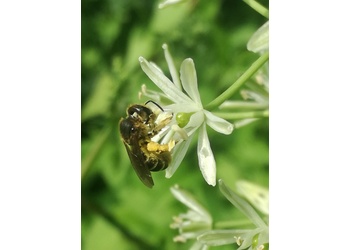 Kugelfrüchtiger Pyrenäen-Milchstern (Loncomelos pyrenaicum ssp. sphaerocarpum) - © Bernard Wieser