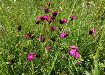 Karthäuser-Nelke (Dianthus carthusianorum) - © Bernard Wieser