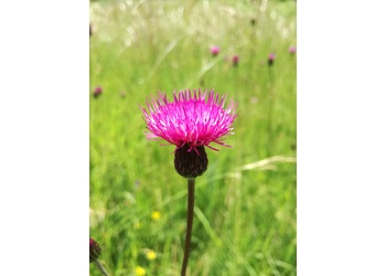 Ungarische Distel (Cirsium pannonicum) - © Bernard Wieser