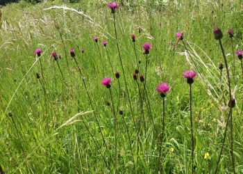 Ungarische Distel (Cirsium pannonicum) - © Bernard Wieser