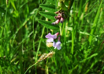 Zaun-Wicke (Vicia sepium) - © Bernard Wieser